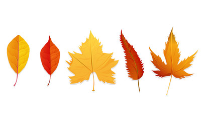 Set of colorful autumn leaves on white background.