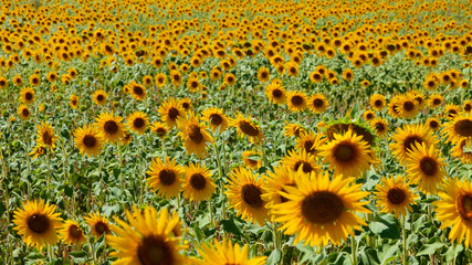 Campo di girasoli