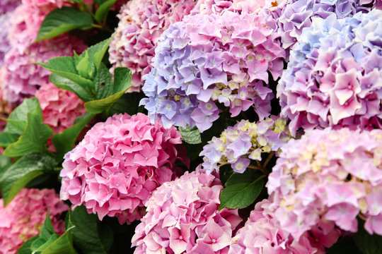 A top view of a smooth hydrangea or wild hortensia blue and violet flowers.