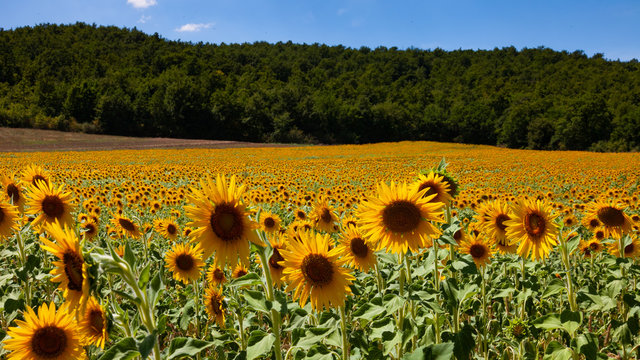 Campo di girasoli