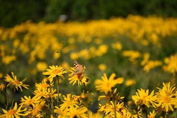 fiore fiore giallo farfalla 