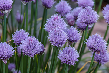 Close up of a garlic flowers in a garden.
