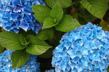 Een bovenaanzicht van een gladde hortensia of wilde hortensia blauwe bloemen.