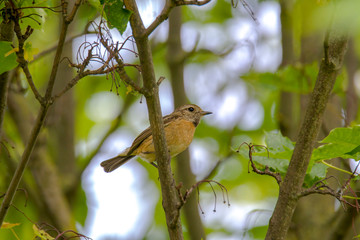 male and female stonechat on season tree branch