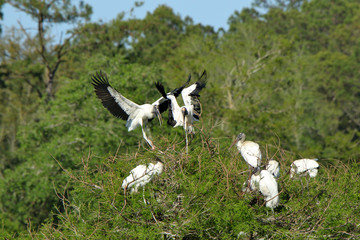 Two adult storks and five young