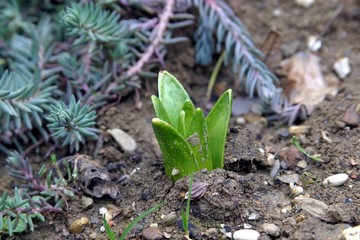 New life - Close up bud of hyacinth