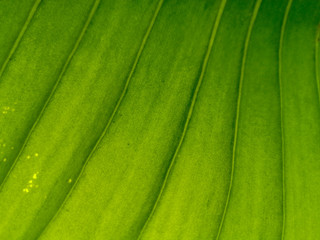 green leaf of plant