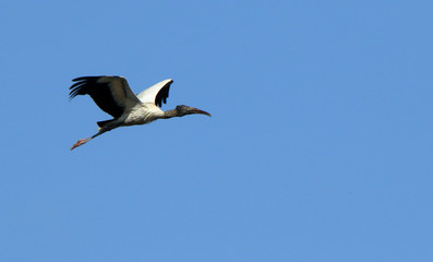 One wood stork flying against a blue sky