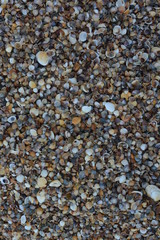coquina seashells background texture seafood