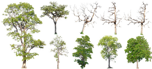 Isolated trees on white background , The collection of trees.