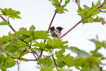 male and female stonechat on season tree branch