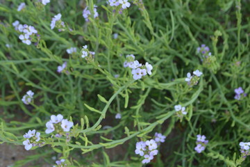  flowers background wallpaper dried flowers nature
