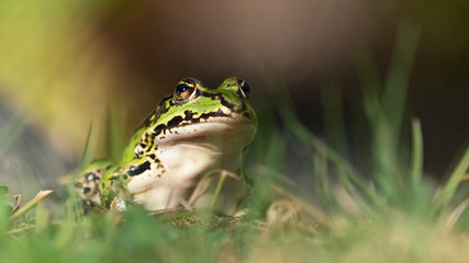 Green european frog sitting upright on land in natural vegetation facing right and ready to jump