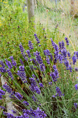 Fragrant purple lavender in a flower bed