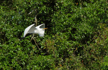 One Great egret flying with green trees behind