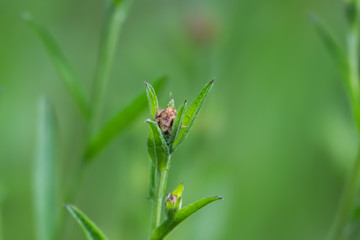 Knapweed Flower Buds in Springtime