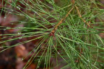Rain on Pine Leaves in Winter