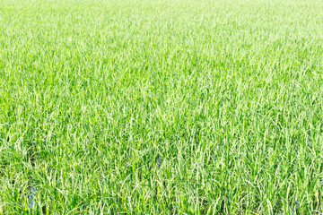The close up of irrigated paddies (rice field) in summer, Japan.