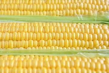Bio organic corn with yellow sweet kernels and green leaves on blue wooden background. Raw fresh maize with selective focus. Healthy vegetarian food. Seasonal summer vegetables. Sweetcorn 