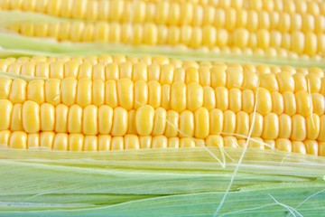 Bio organic corn with yellow sweet kernels and green leaves on blue wooden background. Raw fresh maize with selective focus. Healthy vegetarian food. Seasonal summer vegetables. Sweetcorn 