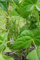 Yin yang beans - a dwarf French bean variety