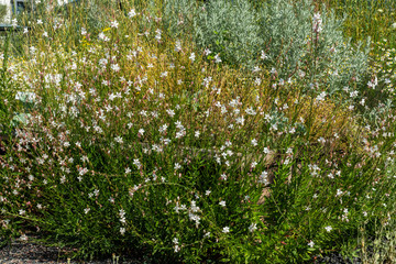 Weiß blühende Prachtkerzen