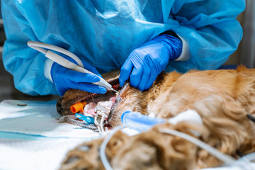 Veterinary dentistry. Dentist surgeon veterinarian cleans and treats a dog's teeth under anesthesia on the operating table in a veterinary clinic. Ultrasonic scaler in the hands of a close-up