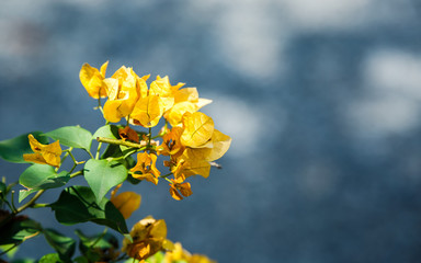 Bougainvillea flower in a garden with beautiful grey background