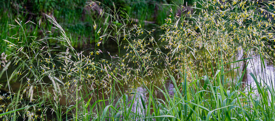 Graceful spikelets of Awnless brome (Bromopsis inermis) on meadow near river - gentle summer natural background for any design. That nice plants Bromus inermis is feed culture for fattening animals