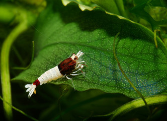 Caridina Garnele im Aquarium