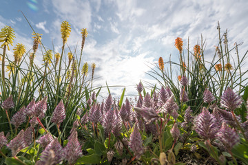 Blumen, Natur, Farben