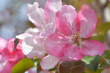 Fragrant spring flowers of a garden apple tree with pink velvet petals and green leaves