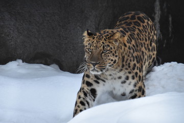 Far Eastern leopard in an aviary covered in snow