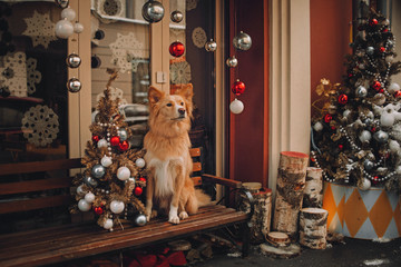 Yellow dog sitting near christmas trees on red background