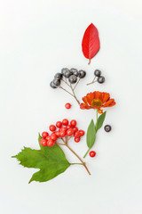 Autumn floral composition. Plants viburnum rowan berries dogrose fresh flowers colorful leaves on white background. Fall natural plants ecology wallpaper concept. Flat lay top view copy space