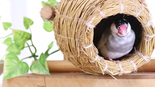 壺巣の桜文鳥