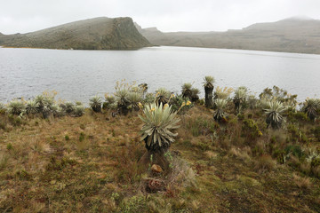 Frailejones y laguna