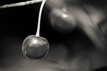 Cherry in monochrome