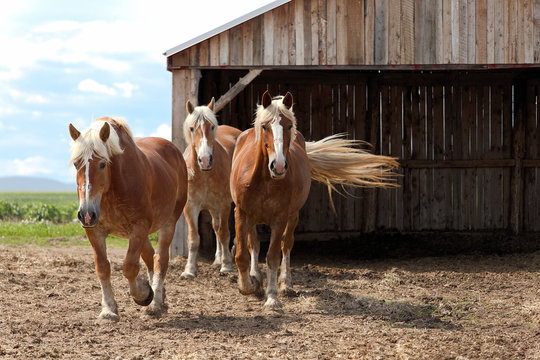 horses on the ranch