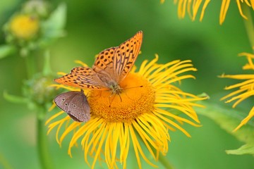Butterflies on a flower