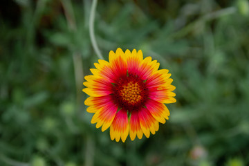 Yellow and Red Blanket flower bloom