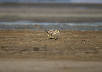 Various photos of Eurasian stone curlew. Rare and exotic bird with huge yellow eyes photographed in natural habitat