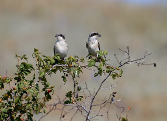 The adult and chick The lesser gray shrike (Lanius minor) are sitting together on a branch of a dogrose