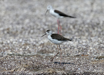 An adult and young Young black-winged stilt are resting on the sandy shore of the estuary. Clearly visible differences between birds