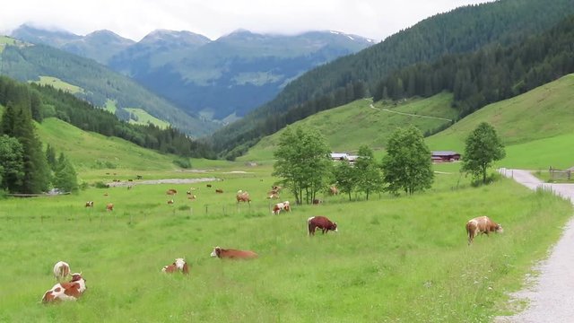 grazing cows in meadow at Zillertal valley in Tirol Austria.