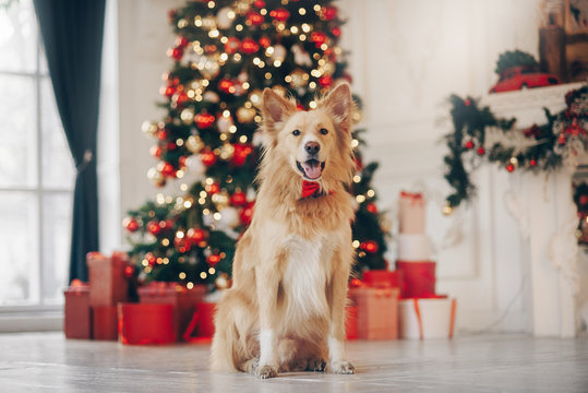 Yellow dog sitting on the christmas background