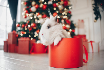 Rabbit sitting in christmas present on the new year's background