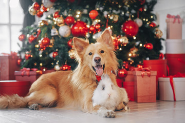 Dog and rabbit on the christmas background