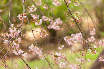 Cherry Blossom - Sakura flower - Japanese cherry, Prunus serrulata