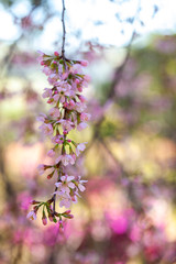 Cherry Blossom - Sakura flower - Japanese cherry, Prunus serrulata